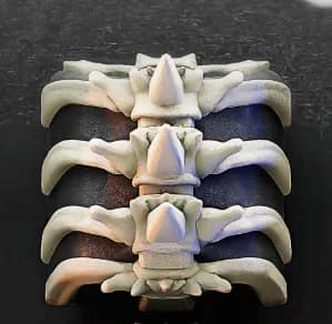 STL - back spinal atack on titan