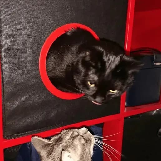 STL - Caja de gato IKEA render 2