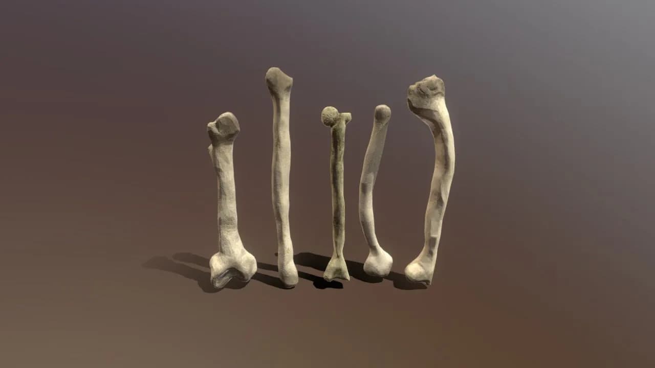 STL - Colección de Huesos Reales