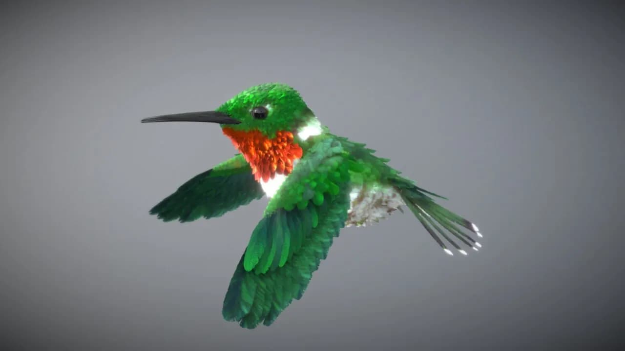 STL - Colibrí Rubí con Garganta