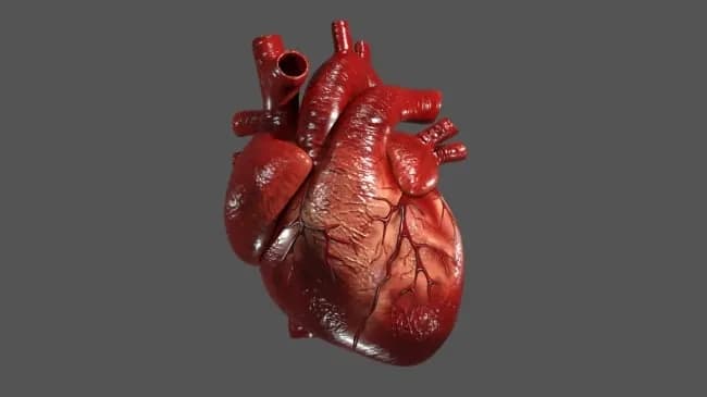 STL - Corazón Humano Detallado