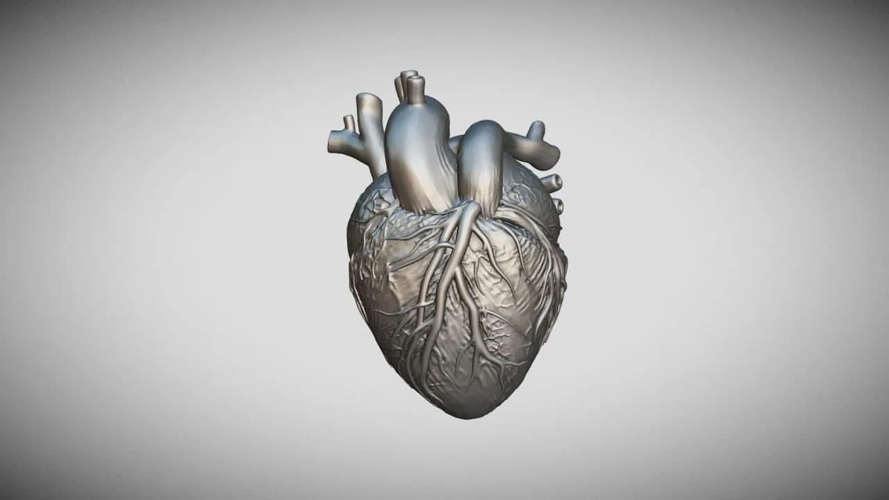 STL - Corazón humano realista