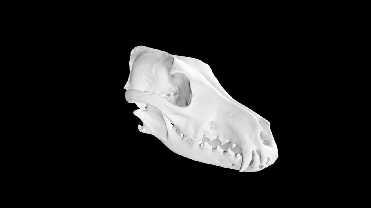 STL - Cráneo de Coyote y Mandíbula