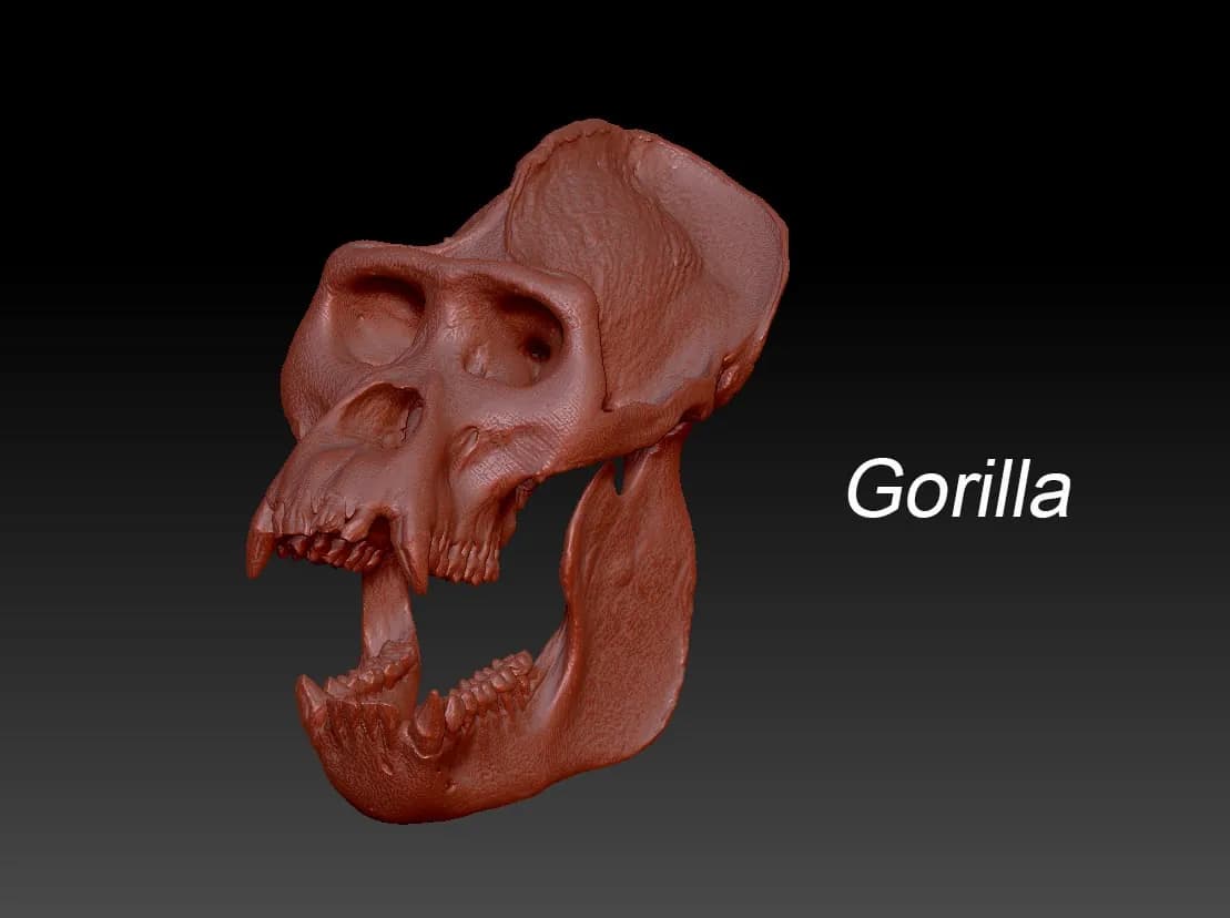 STL - Craneo de Gorila