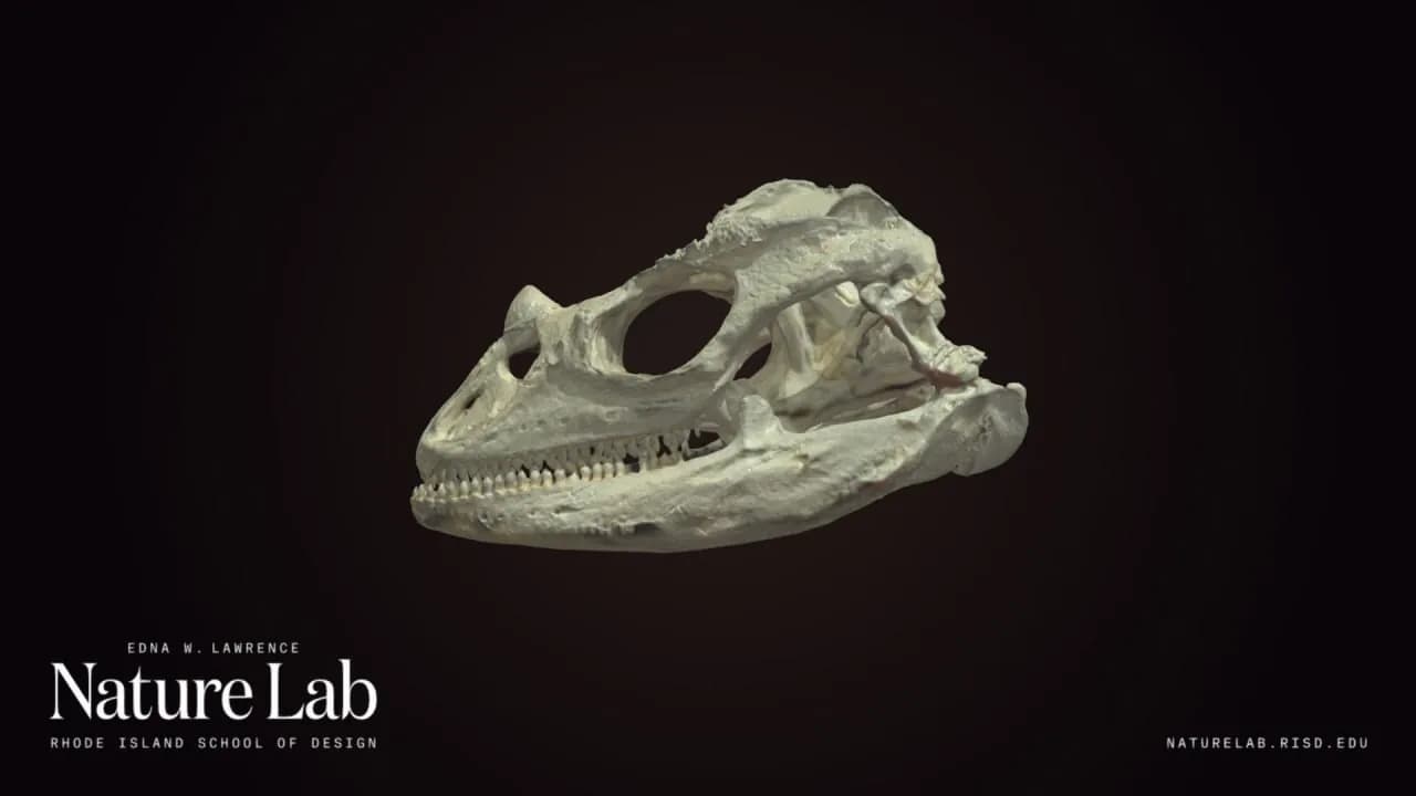 STL - Cráneo de Iguana Blanco