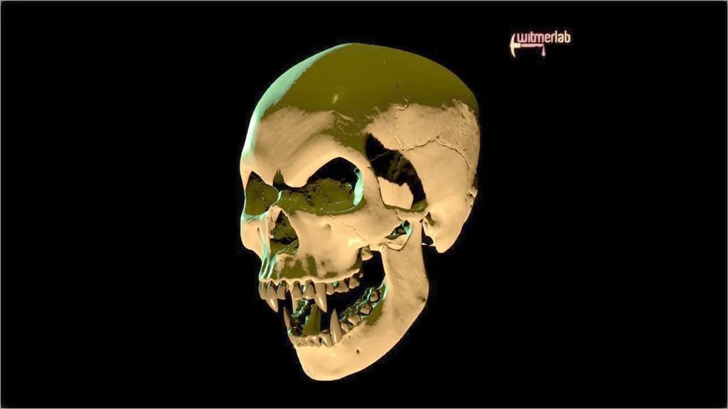 STL - Cráneo de vampiro render 2