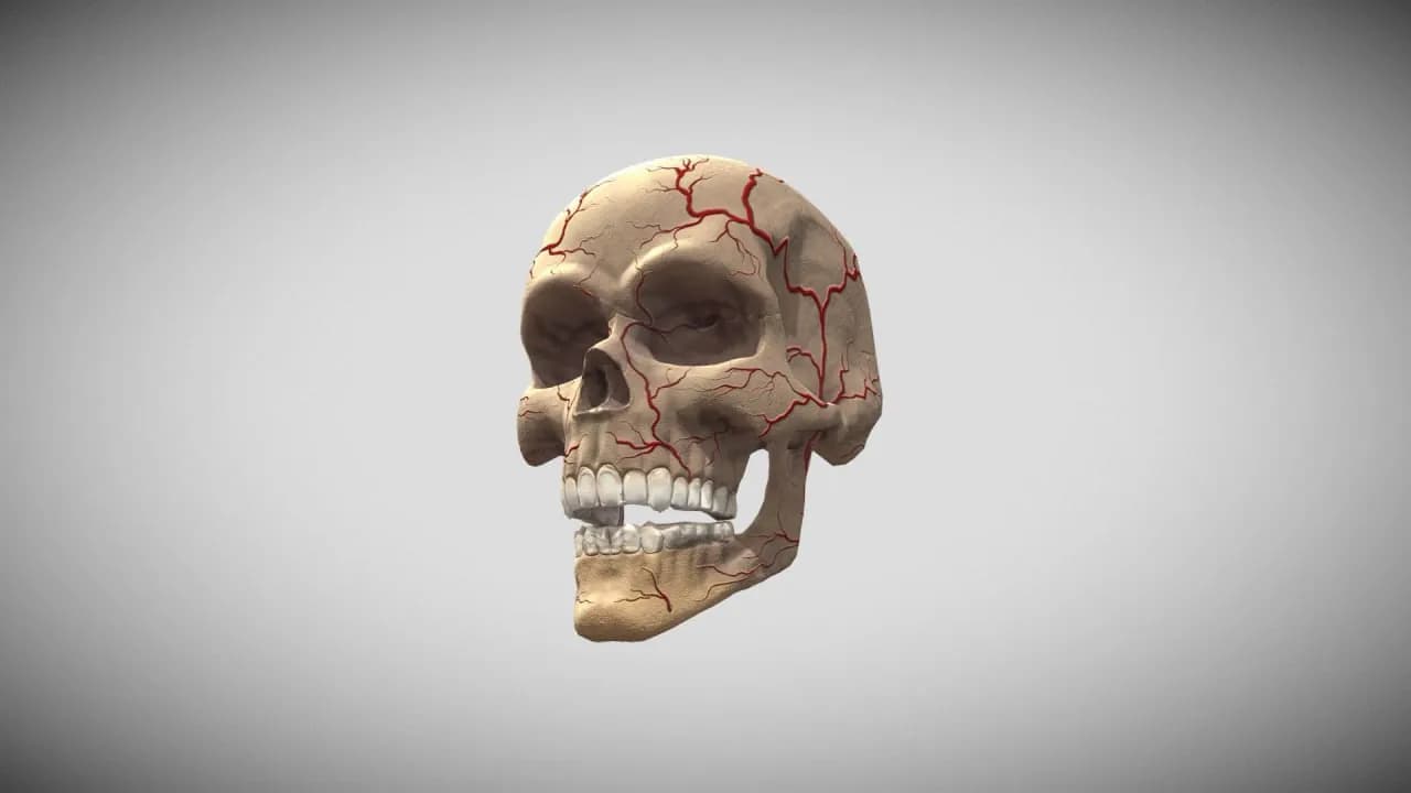 STL - Craneo humano con venas