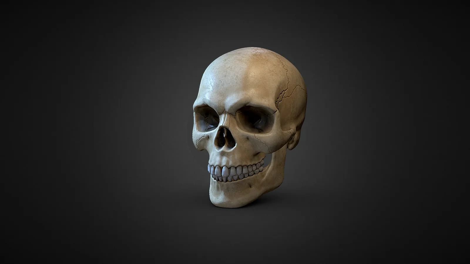 STL - Cráneo humano realista render 2