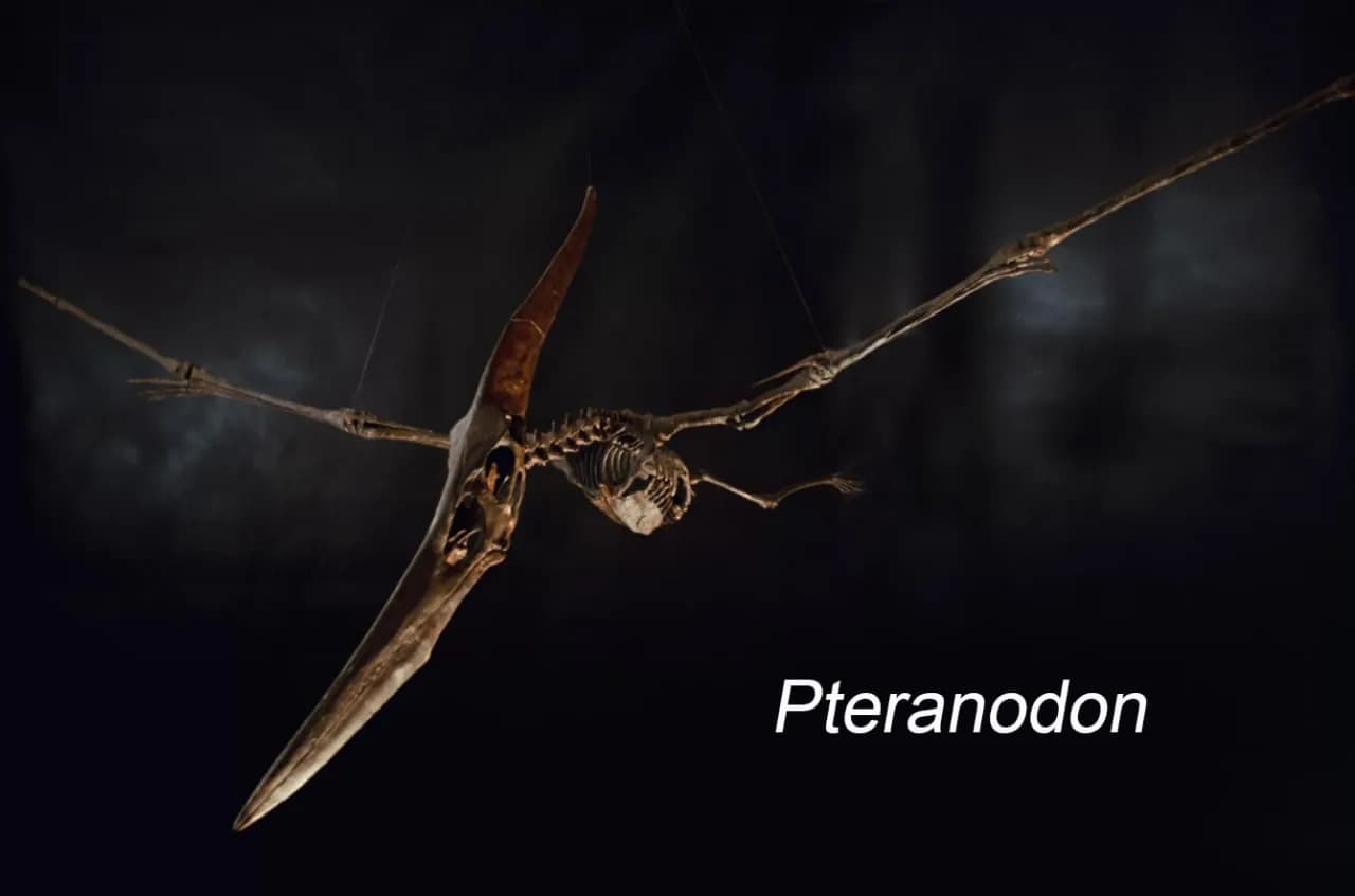 STL - Esqueleto de Pteranodon