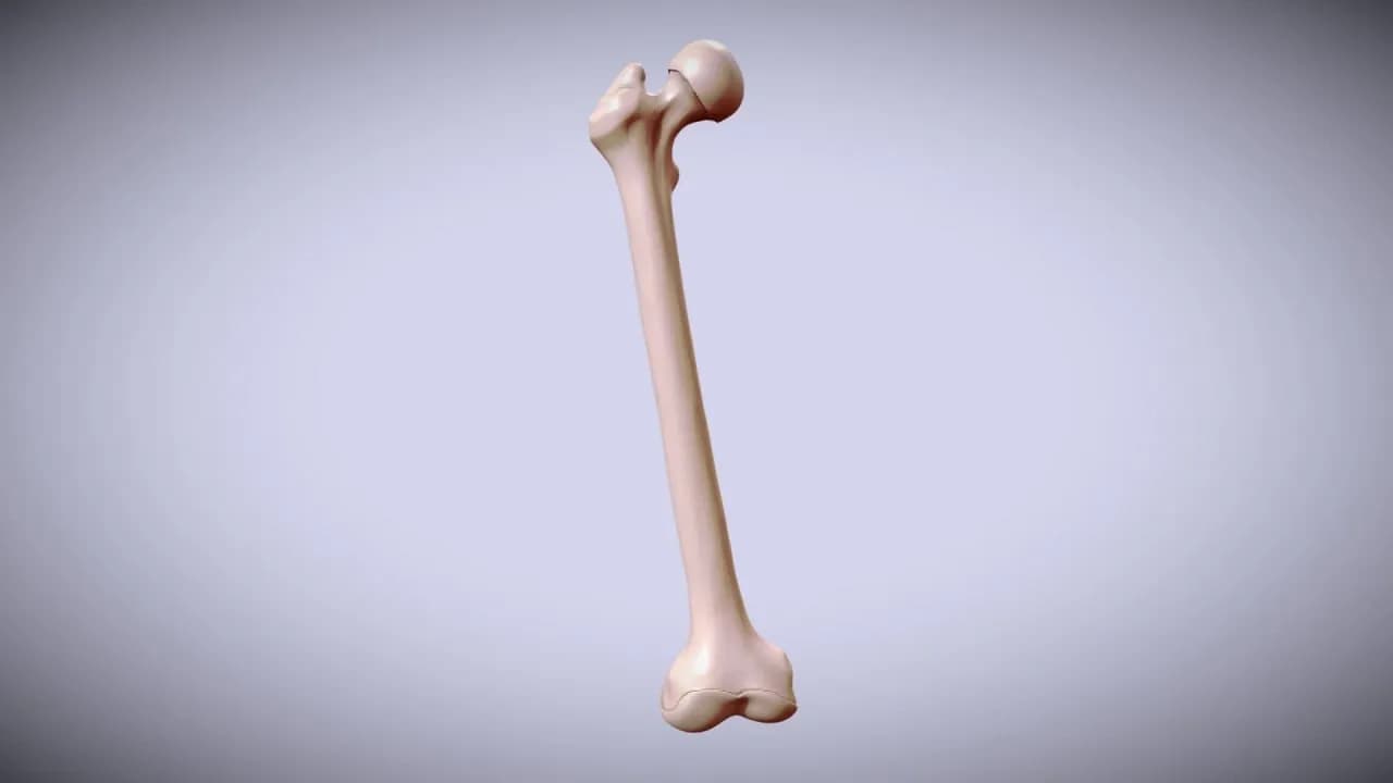 STL - Fémur humano para impresión 3D