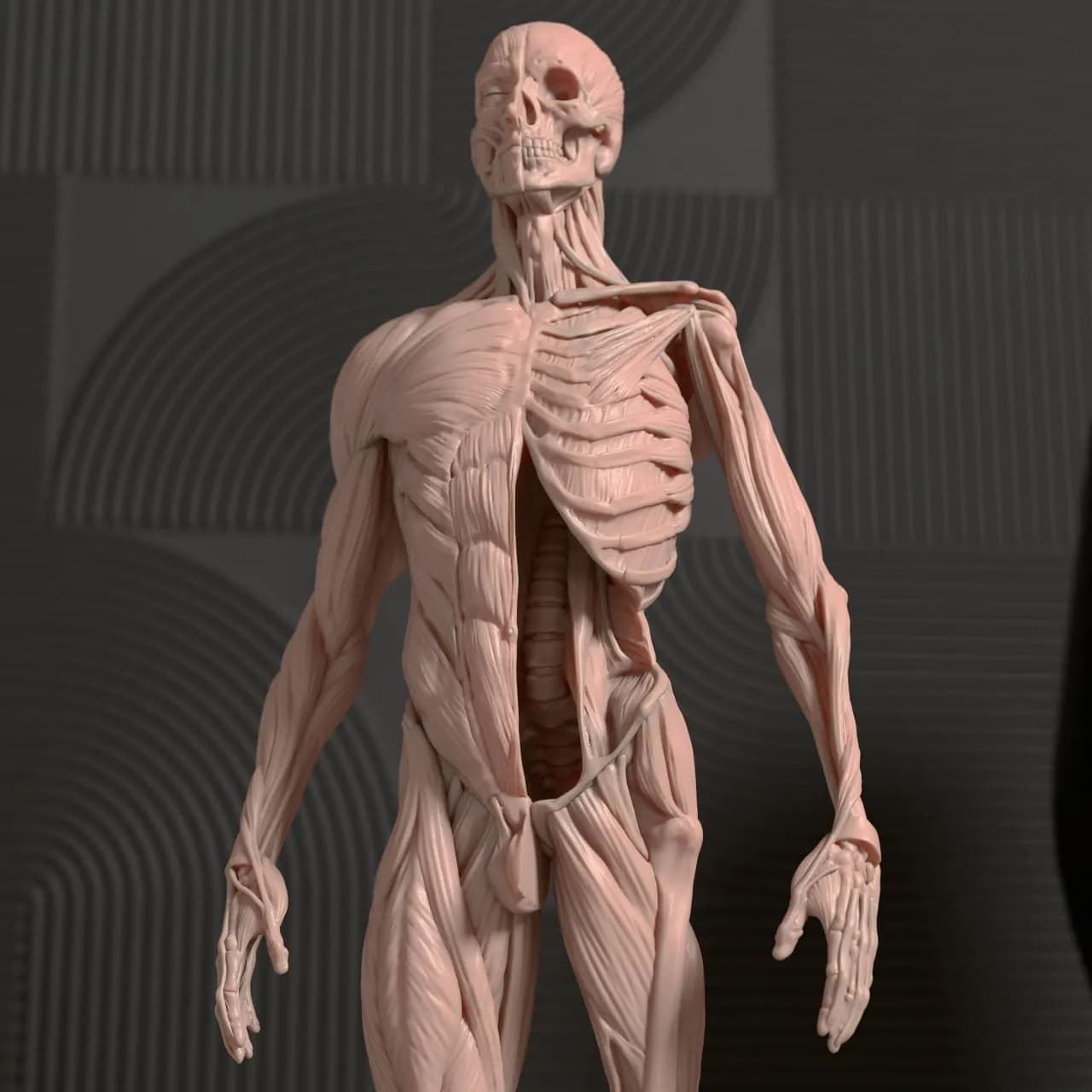 STL - Figura anatómica masculina