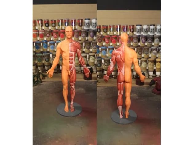 STL - Figura anatómica masculina 2