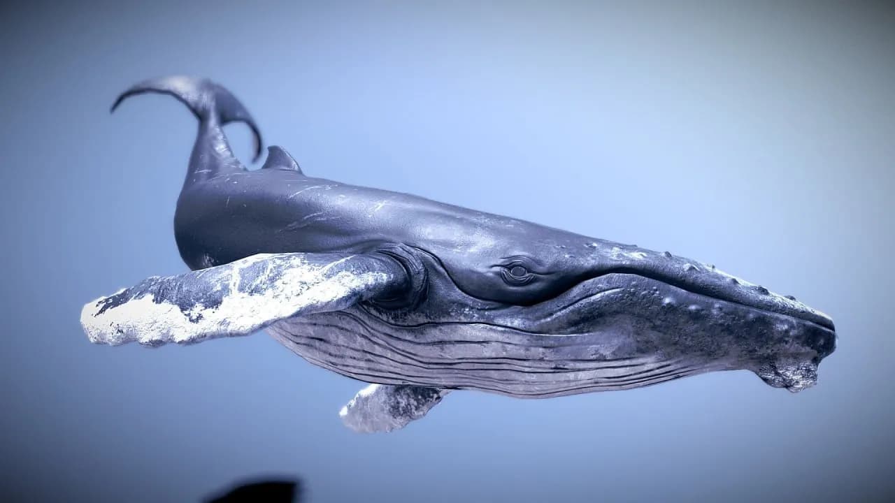 STL - Figura de Ballena Jorobada 3