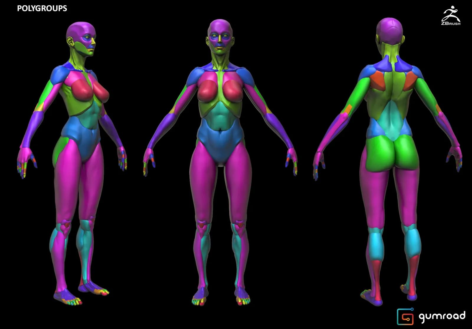 STL - Figura Femenina Anatómica Modular