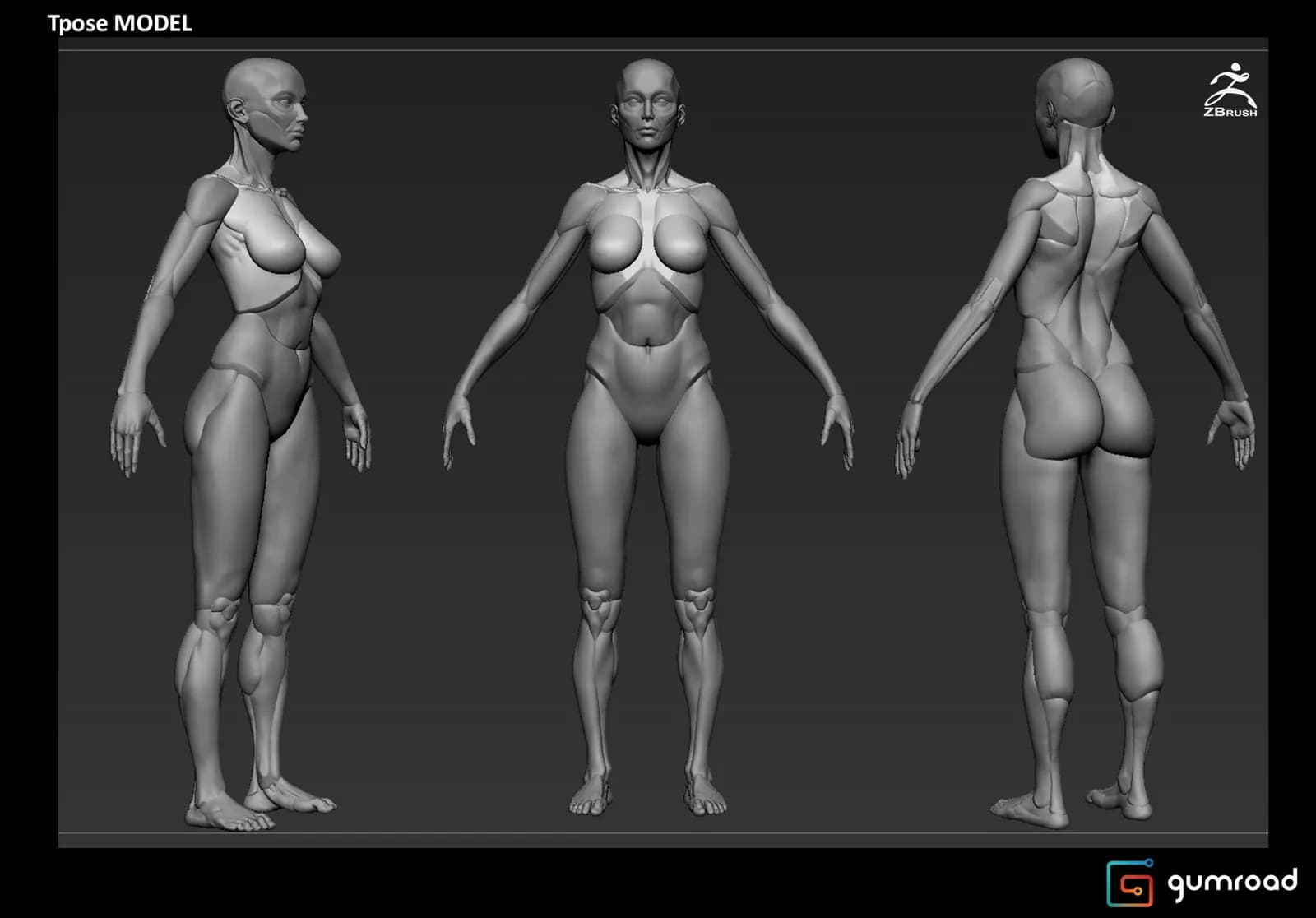 STL - Figura Femenina Anatómica Modular