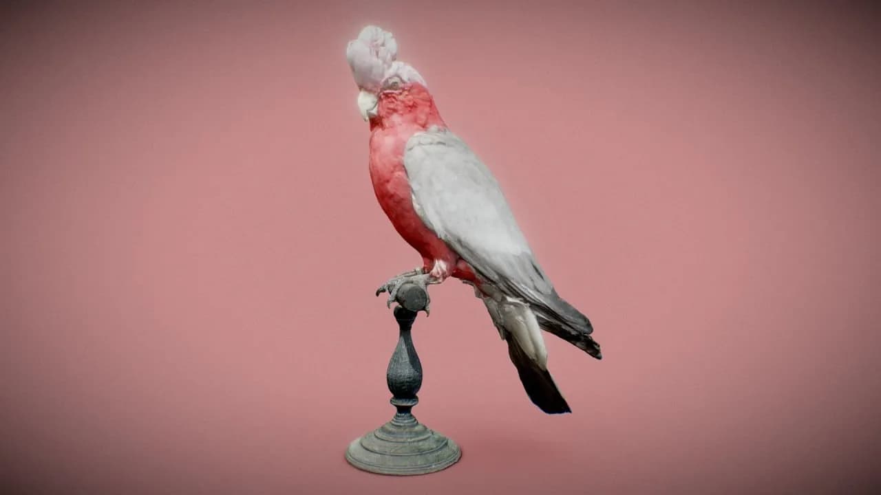 STL - Galah cacatúa detallada