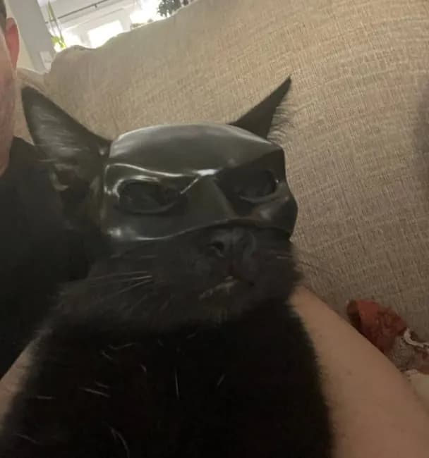 STL - Máscara de Batman para gato