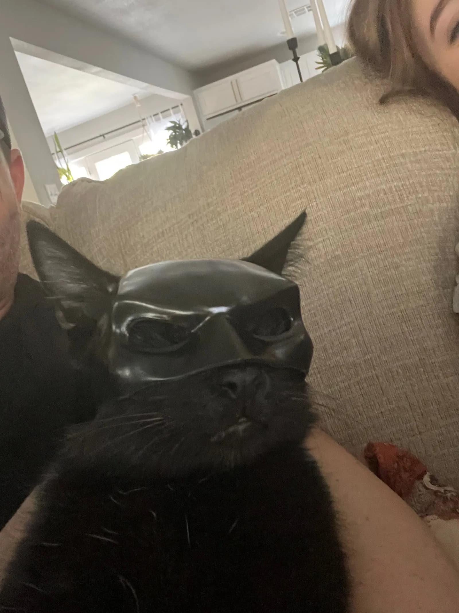 STL - Máscara de Batman para gato render 4