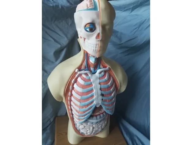 STL - Modelo anatómico de torso humano
