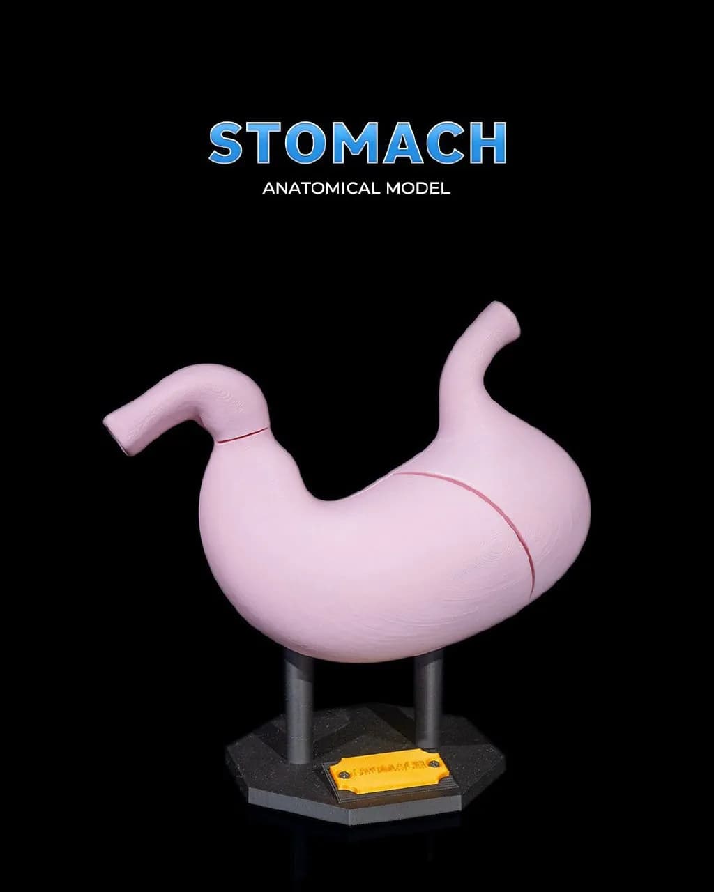 STL - Modelo Anatómico del Estómago