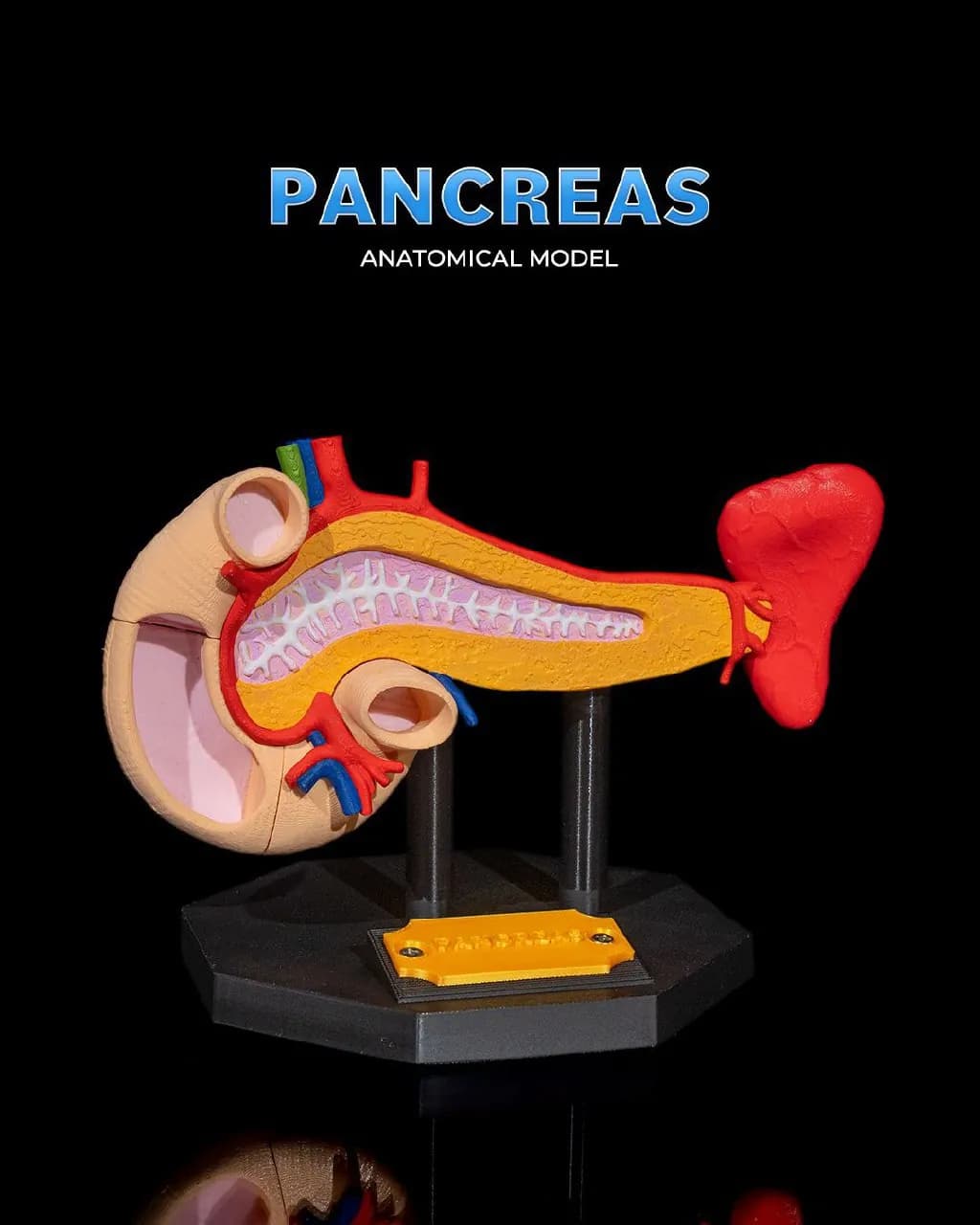 STL - Modelo Anatómico del Páncreas