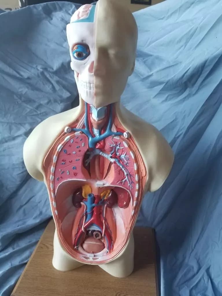 STL - Modelo Anatómico del Torso Humano