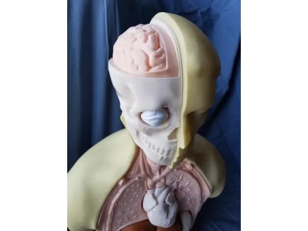 STL - Modelo Anatómico del Torso Humano render 3