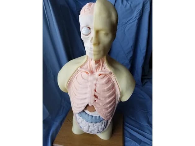 STL - Modelo Anatómico del Torso Humano render 4