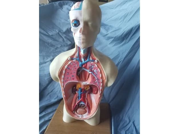 STL - Modelo Anatómico del Torso Humano render 5