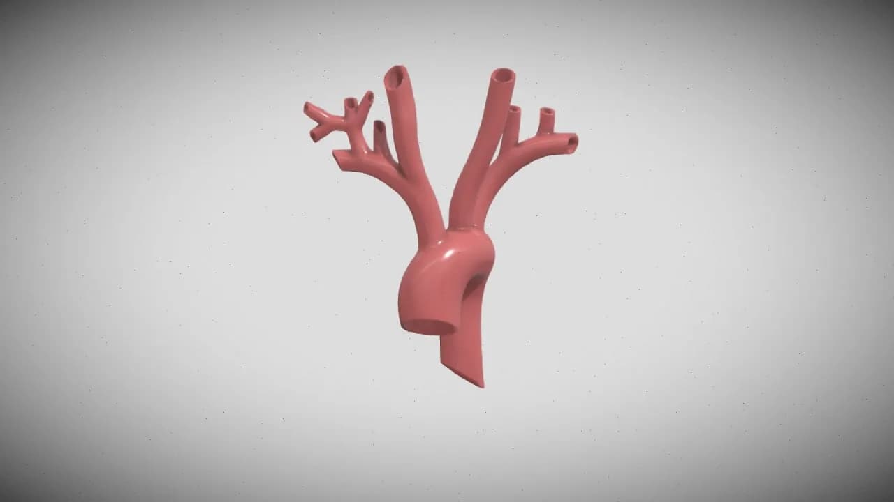STL - Modelo de Aorta Humana