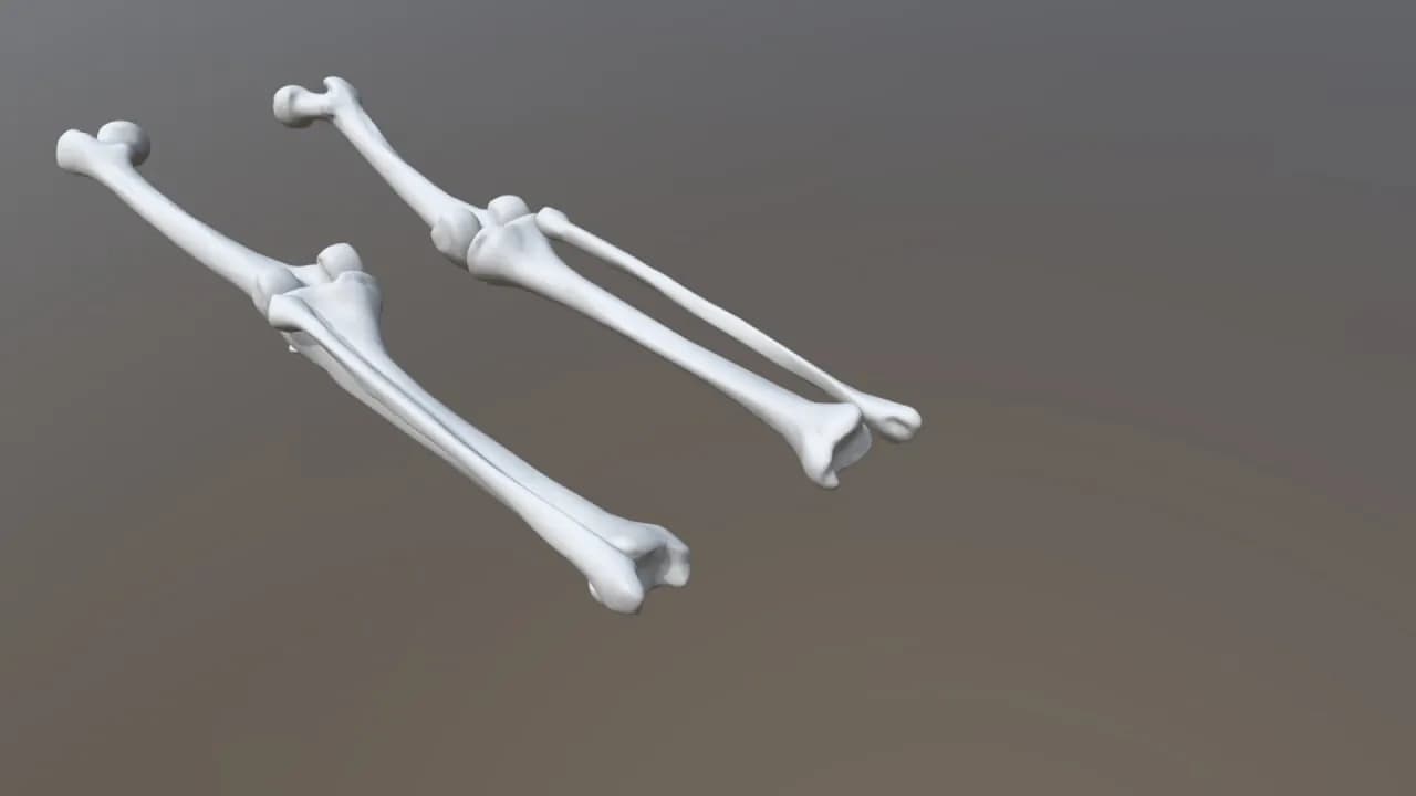 STL - modelos 3d de huesos de pierna