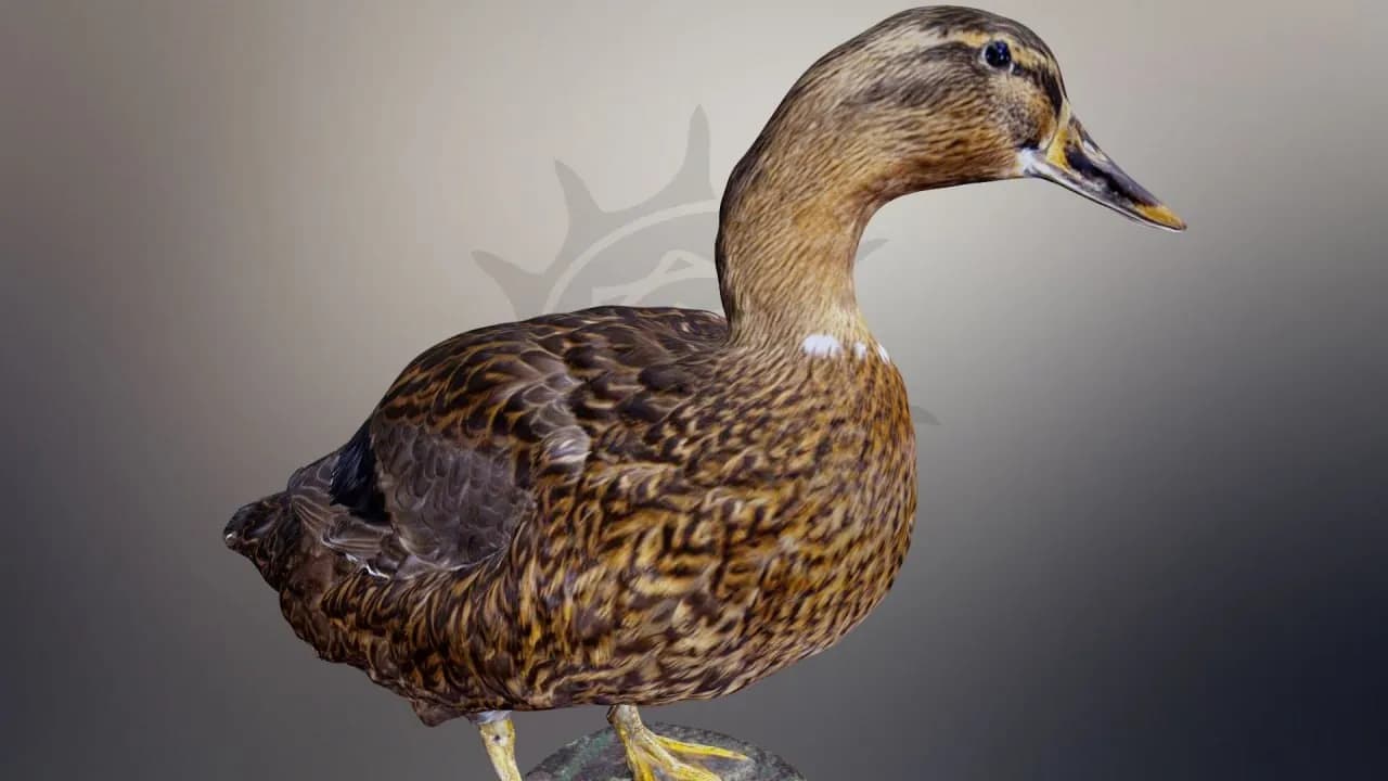 STL - Pato mallard realista 2