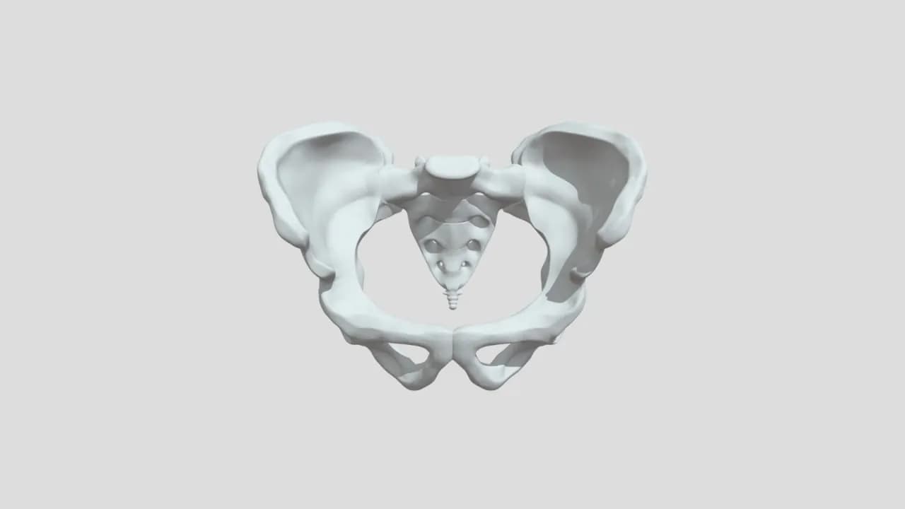 STL - Pelvis Humana Imprimible