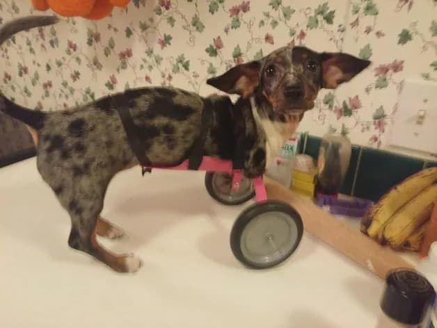 STL - Perro con silla de ruedas
