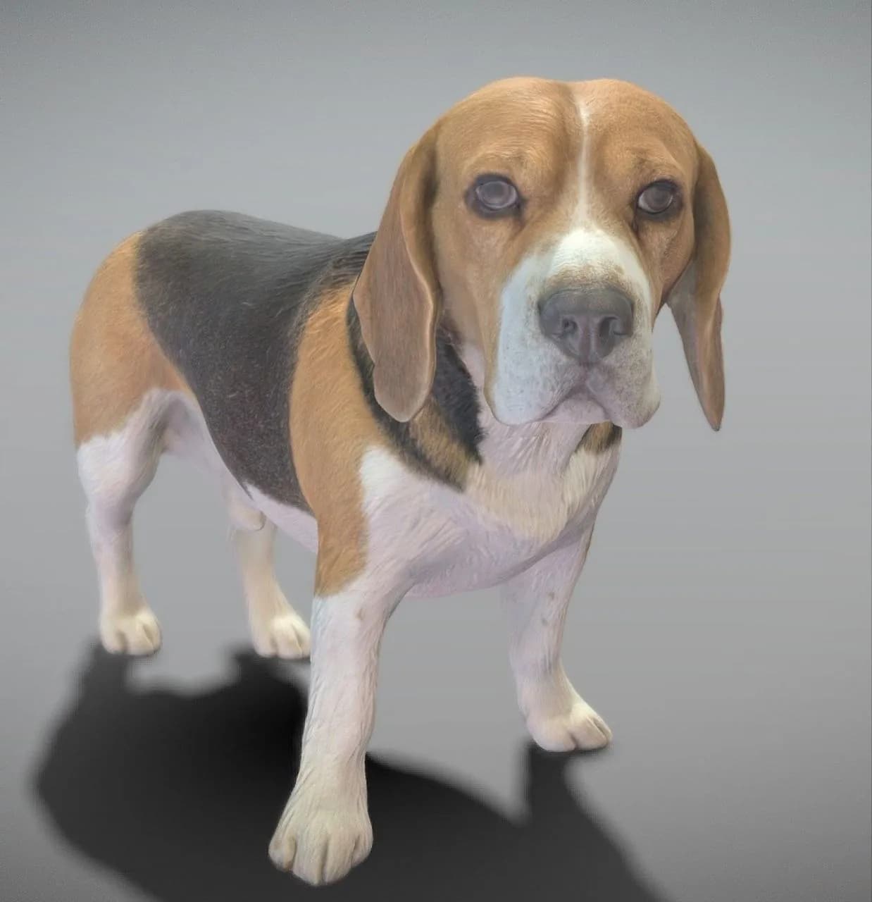 STL - Perro Pointer Alemán render 2