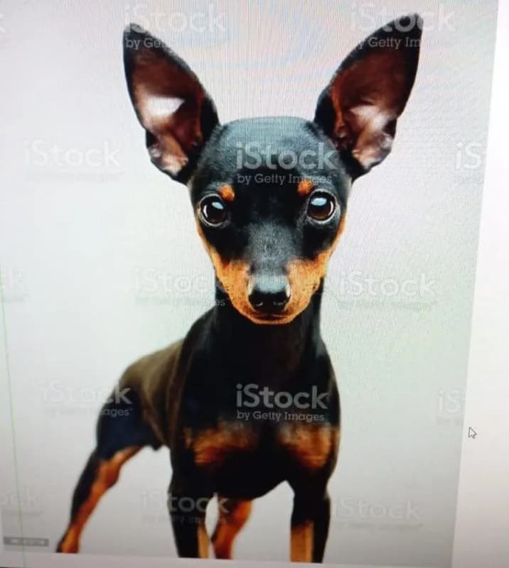 STL - Pinscher miniatura