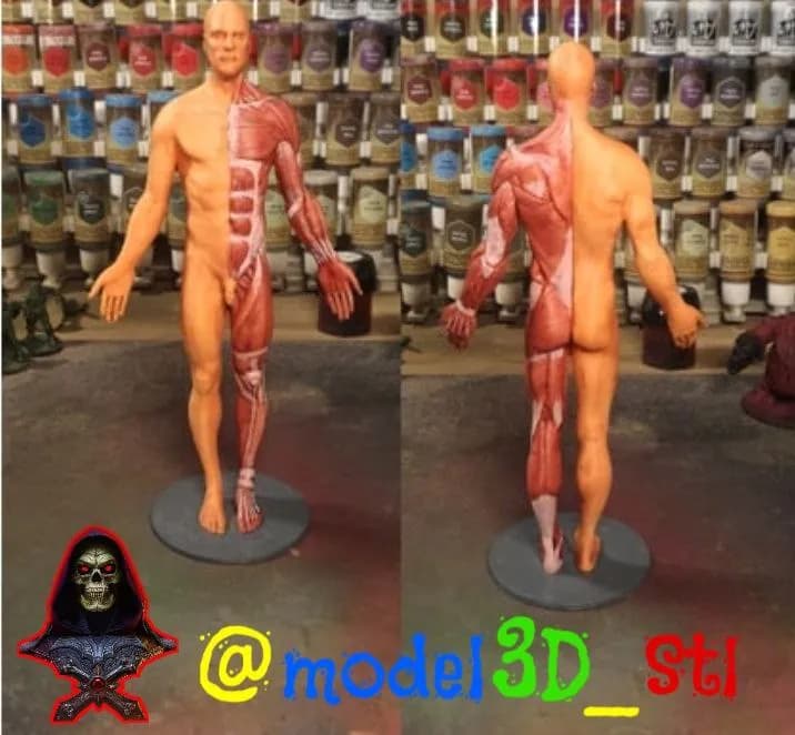 STL - Referencia Anatómica Humana