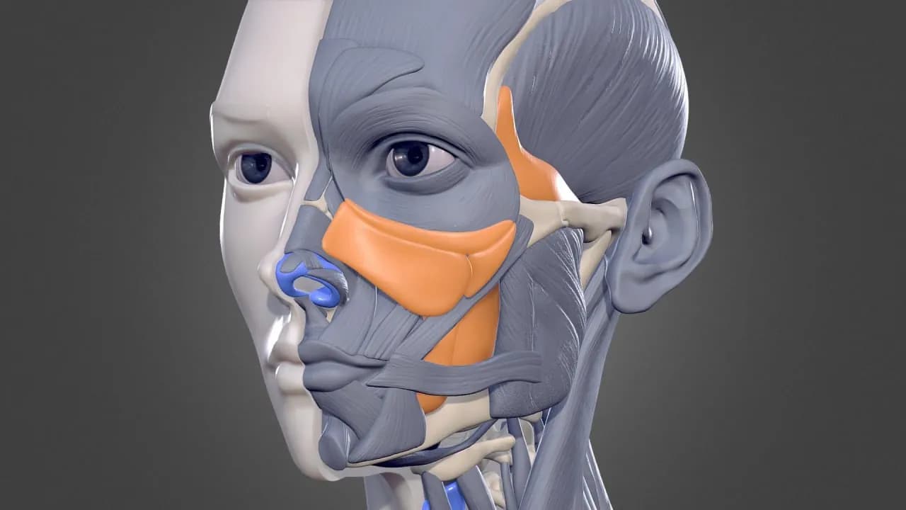 STL - Busto Anatómico Femenino Detallado render 1