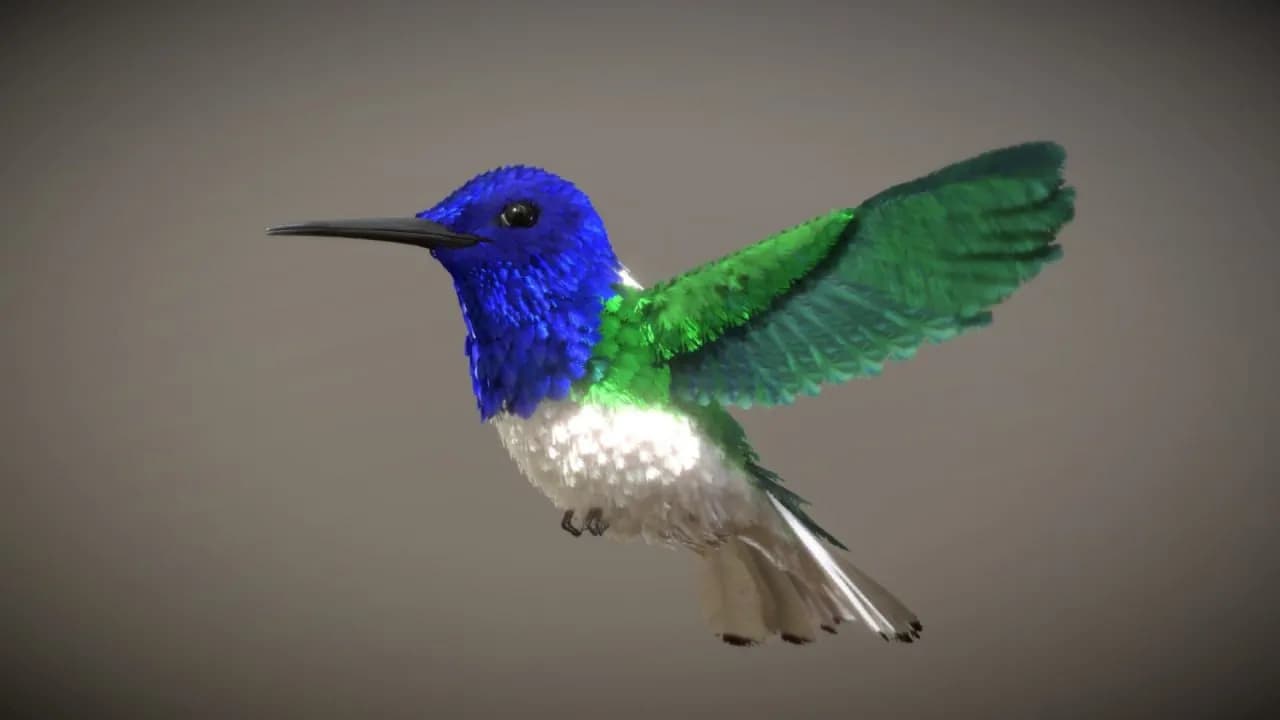 STL - Colibrí Jacobino con Cuello Blanco render 1