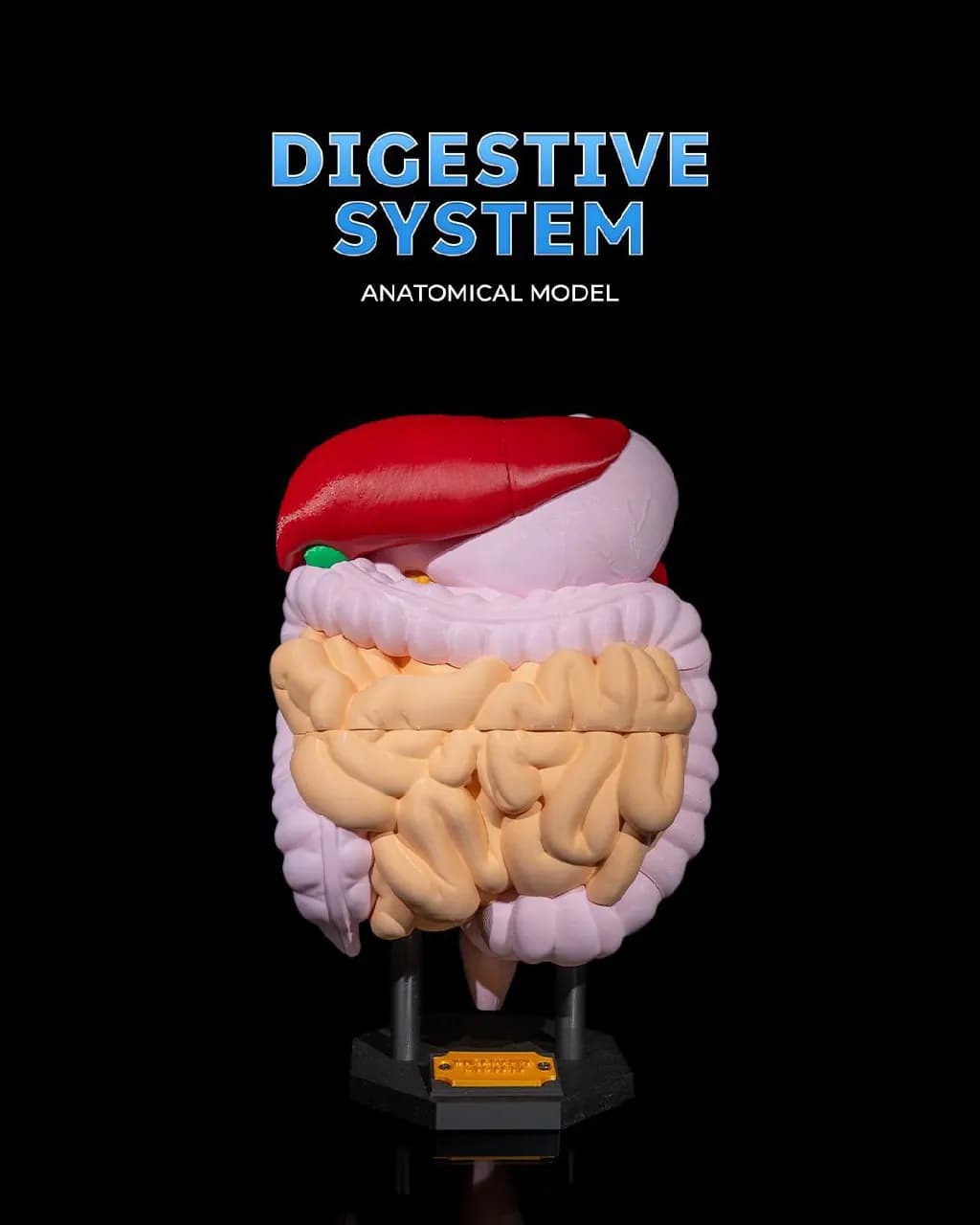 STL - Modelo Anatómico del Sistema Digestivo render 1